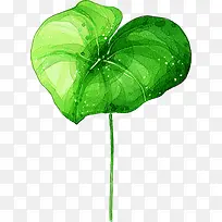 手绘绿色荷叶夏天