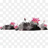 黑色荷叶粉色花朵