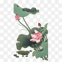手绘风格荷花荷叶