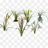 兰花素材 兰花草