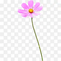 创意摄影粉色的花朵效果
