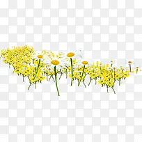 摄影夏日黄色花朵效果