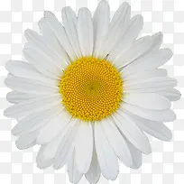 摄影白色海报花朵