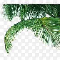 创意摄影绿色的棕榈树木
