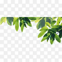摄影绿色树叶设计