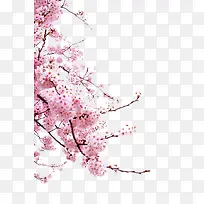 粉色樱花树枝装饰