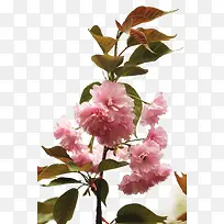 樱花树枝