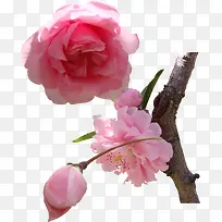 春季粉色樱花树枝装饰
