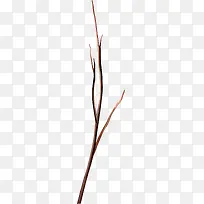 漂亮枯枝