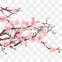 粉色桃花树枝春天植物