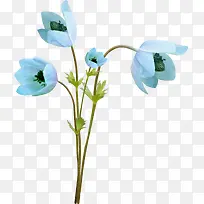 蓝色鲜花