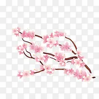 怒放樱花