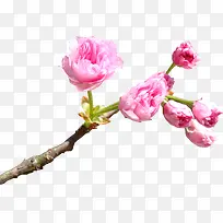 粉色艺术樱花花朵设计