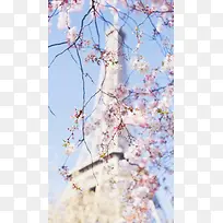 唯美日本樱花摄影图