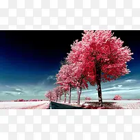 红色的樱花高清素材