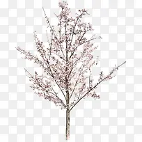 免抠樱花树装饰