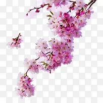 高清樱花花枝图片