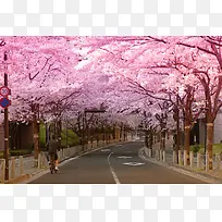 唯美樱花公路摄影图