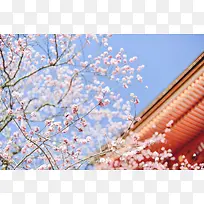 清清樱花风景壁纸