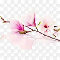 粉红樱花花枝装饰图片
