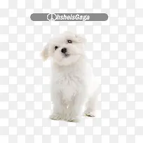 白色小狗狗