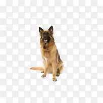 狗狗