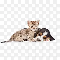 宠物狗猫矢量