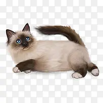 可爱的猫咪