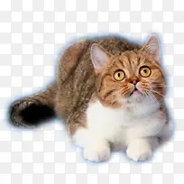 趴着小猫素材