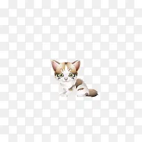 可爱小花猫