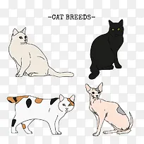 宠物猫咪
