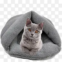 灰色宠物猫咪