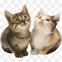 两只猫咪