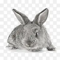 灰色小白兔