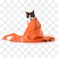 可爱猫咪
