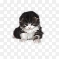 小猫