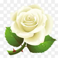 白色玫瑰花
