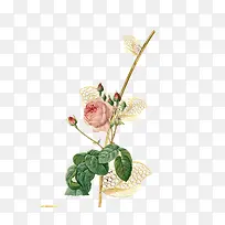 玫瑰花枝