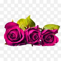 紫色玫瑰装饰图案