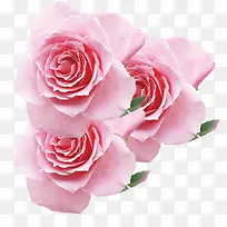 粉色唯美三八妇女节玫瑰花
