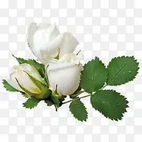 白色玫瑰花