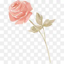 水彩粉色玫瑰花朵