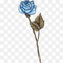 玫瑰 蓝色 花
