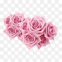 粉色盛开玫瑰花卉七夕情人节