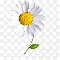 白色花