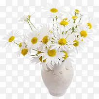 白色花瓣花朵