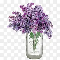 鲜花薰衣草