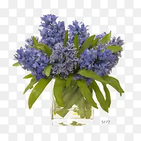 紫色薰衣草花卉
