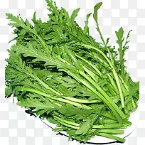 茼蒿实物