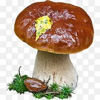 蘑菇